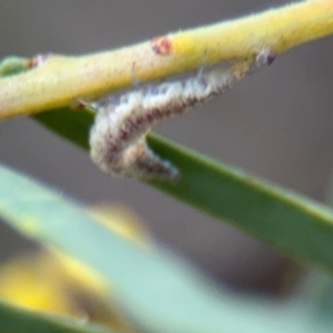 Hemerobiidae sp. (family) at Russell, ACT - 29 Aug 2024