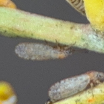 Acizzia acaciaebaileyanae (Cootamundra Wattle Psyllid) at Russell, ACT - 29 Aug 2024 by Hejor1