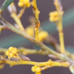 Acizzia acaciaebaileyanae at Russell, ACT - 29 Aug 2024