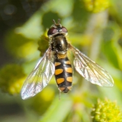 Simosyrphus grandicornis (Common hover fly) at Campbell, ACT - 31 Aug 2024 by Hejor1