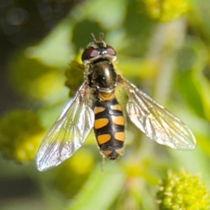 Simosyrphus grandicornis at Campbell, ACT - 31 Aug 2024 12:53 PM