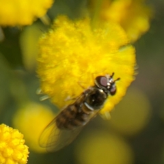 Simosyrphus grandicornis at Campbell, ACT - 31 Aug 2024