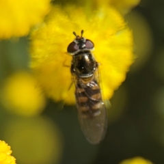 Simosyrphus grandicornis at Campbell, ACT - 31 Aug 2024