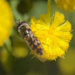 Simosyrphus grandicornis at Campbell, ACT - 31 Aug 2024