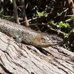 Egernia cunninghami (Cunningham's Skink) at Campbell, ACT - 31 Aug 2024 by Hejor1