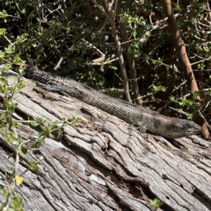 Egernia cunninghami at Campbell, ACT - 31 Aug 2024