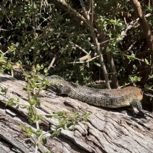 Egernia cunninghami at Campbell, ACT - 31 Aug 2024