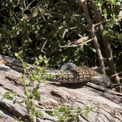 Egernia cunninghami at Campbell, ACT - 31 Aug 2024