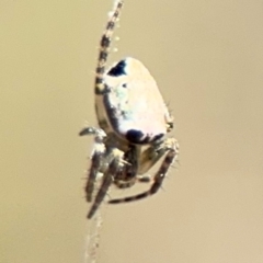 Araneus dimidiatus (Half Orb-weaver) at Campbell, ACT - 31 Aug 2024 by Hejor1