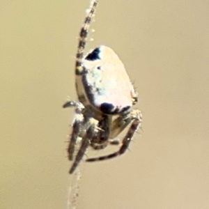 Araneus dimidiatus at Campbell, ACT - 31 Aug 2024 01:03 PM