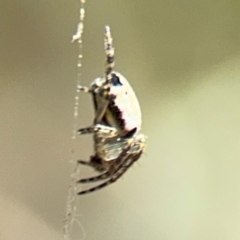 Araneus dimidiatus at Campbell, ACT - 31 Aug 2024