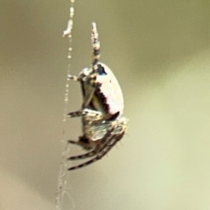 Araneus dimidiatus at Campbell, ACT - 31 Aug 2024 01:03 PM