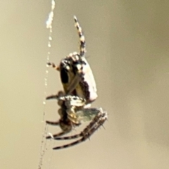 Araneus dimidiatus at Campbell, ACT - 31 Aug 2024