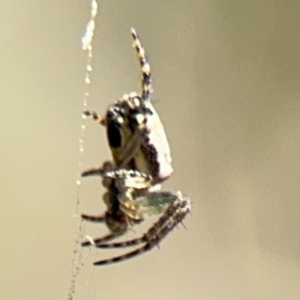 Araneus dimidiatus at Campbell, ACT - 31 Aug 2024 01:03 PM