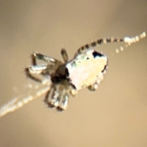 Araneus dimidiatus at Campbell, ACT - 31 Aug 2024