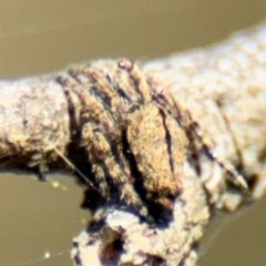 Socca pustulosa (Knobbled Orbweaver) at Campbell, ACT - 31 Aug 2024 by Hejor1