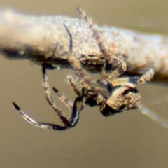 Socca pustulosa at Campbell, ACT - 31 Aug 2024