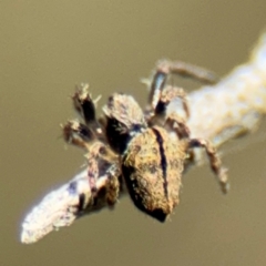 Socca pustulosa at Campbell, ACT - 31 Aug 2024