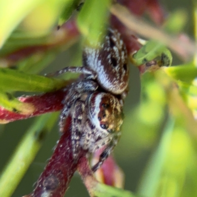 Opisthoncus serratofasciatus (Chevronned jumper) at Campbell, ACT - 31 Aug 2024 by Hejor1