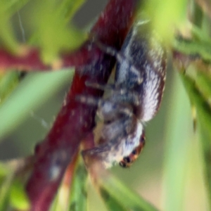 Opisthoncus serratofasciatus at Campbell, ACT - 31 Aug 2024