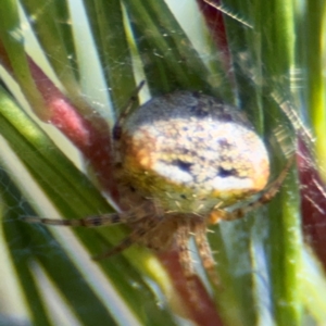 Araneus albotriangulus at Campbell, ACT - 31 Aug 2024