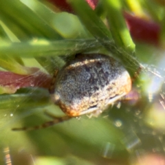 Araneus albotriangulus at Campbell, ACT - 31 Aug 2024