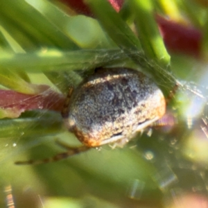 Araneus albotriangulus at Campbell, ACT - 31 Aug 2024