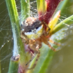 Araneus albotriangulus at Campbell, ACT - 31 Aug 2024