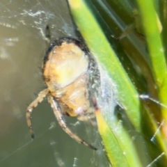 Araneus albotriangulus at Campbell, ACT - 31 Aug 2024