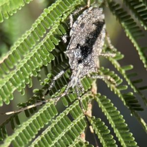 Alcaeus varicornis at Campbell, ACT - 31 Aug 2024