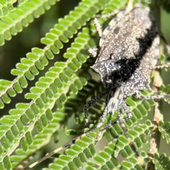 Alcaeus varicornis at Campbell, ACT - 31 Aug 2024 01:23 PM