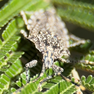 Alcaeus varicornis at Campbell, ACT - 31 Aug 2024