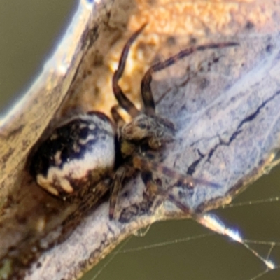 Araneus hamiltoni at Campbell, ACT - 31 Aug 2024 by Hejor1