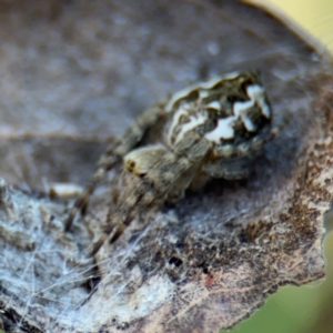 Araneus hamiltoni at Campbell, ACT - 31 Aug 2024