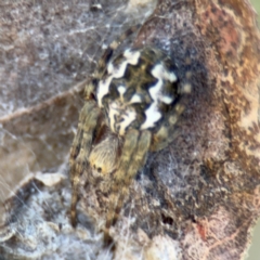 Araneus hamiltoni at Campbell, ACT - 31 Aug 2024