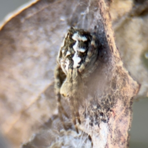 Araneus hamiltoni at Campbell, ACT - 31 Aug 2024