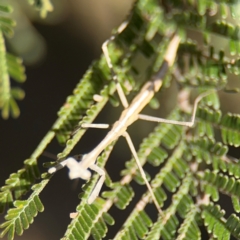 Archimantis sp. (genus) at Campbell, ACT - 31 Aug 2024 by Hejor1