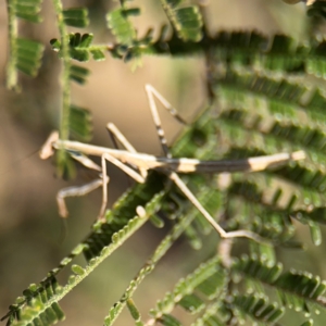 Mantidae (family) adult or nymph at Campbell, ACT - 31 Aug 2024