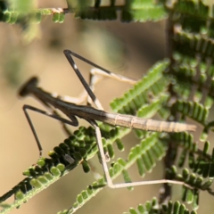 Unidentified at suppressed - 31 Aug 2024