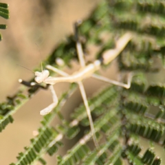 Mantidae (family) adult or nymph at Campbell, ACT - 31 Aug 2024