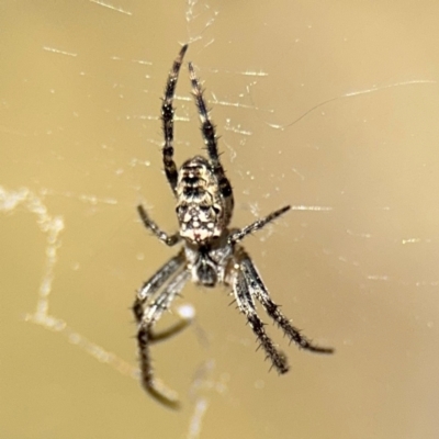 Plebs bradleyi (Enamelled spider) at Campbell, ACT - 31 Aug 2024 by Hejor1