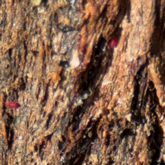 Bdellidae sp. (family) at Campbell, ACT - 31 Aug 2024