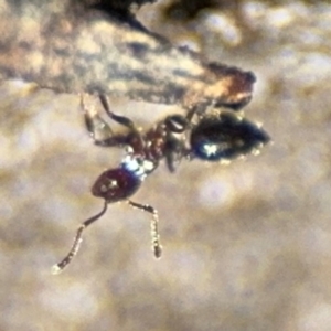 Crematogaster sp. (genus) at Campbell, ACT - 31 Aug 2024