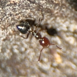 Crematogaster sp. (genus) at Campbell, ACT - 31 Aug 2024