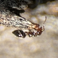 Crematogaster sp. (genus) at Campbell, ACT - 31 Aug 2024