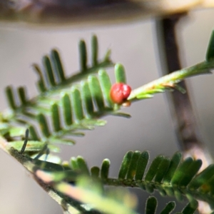 Austroacacidiplosis botrycephalae at Campbell, ACT - 31 Aug 2024