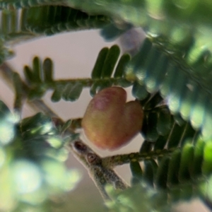 Austroacacidiplosis botrycephalae at Campbell, ACT - 31 Aug 2024