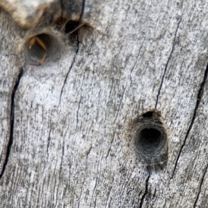 Segestriidae sp (family) at Campbell, ACT - 31 Aug 2024