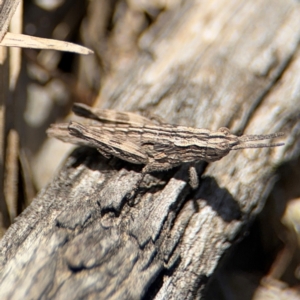 Coryphistes ruricola at Campbell, ACT - 31 Aug 2024