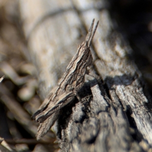 Coryphistes ruricola at Campbell, ACT - 31 Aug 2024